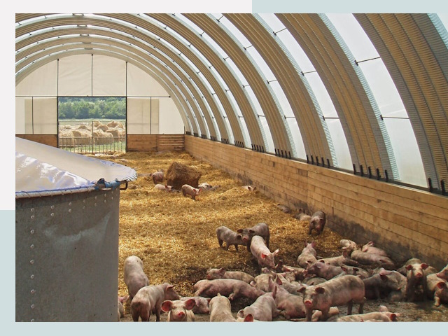 Строительство свинарников в Торжке